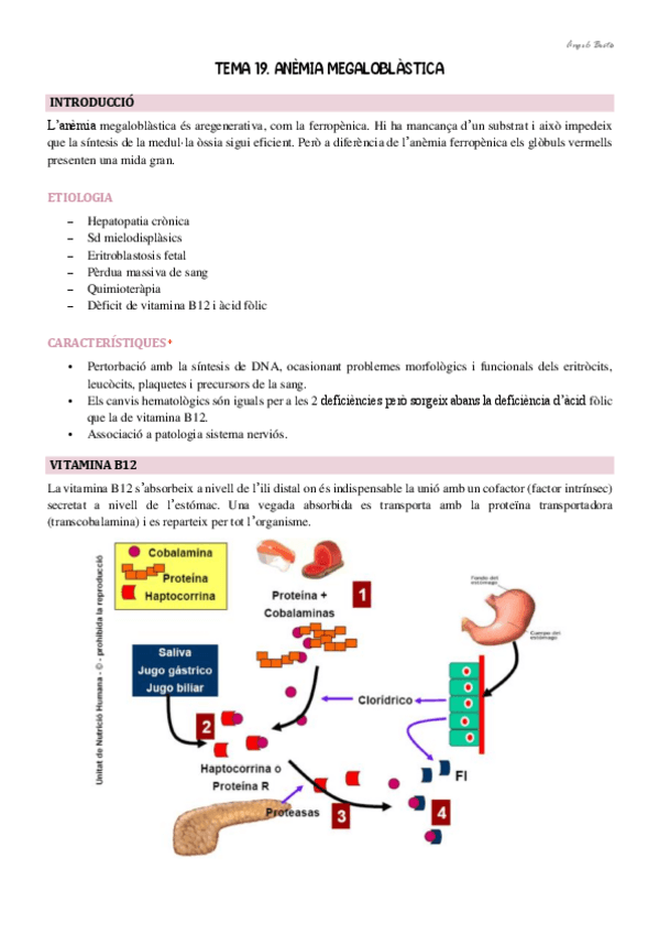 Miniatura del documento Tema-19.-Anemia-megaloblastica.pdf