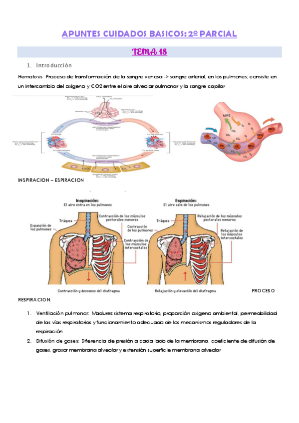 Miniatura del documento APUNTES-CUIDADOS-BASICOS.pdf