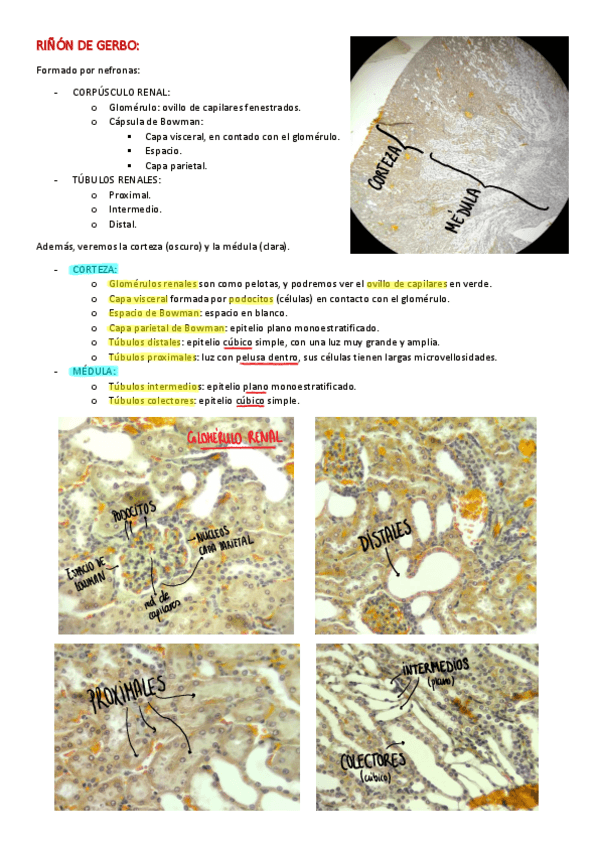 Miniatura del documento PRACTICA-5.pdf