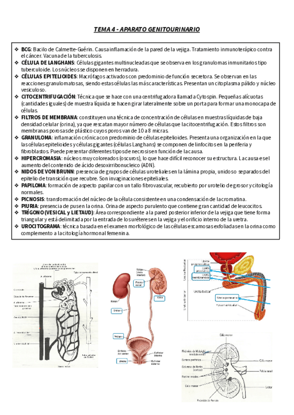 Miniatura del documento T.pdf