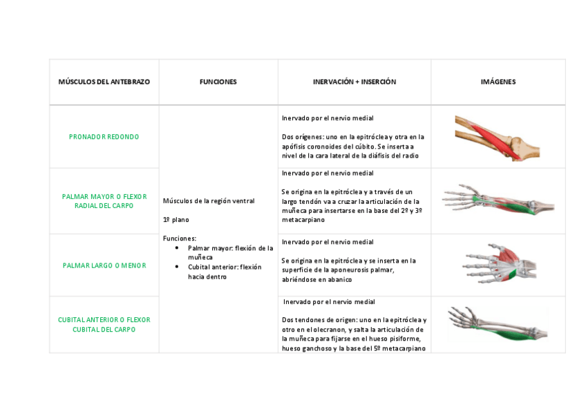 Miniatura del documento Tabla músculos del antebrazo.pdf