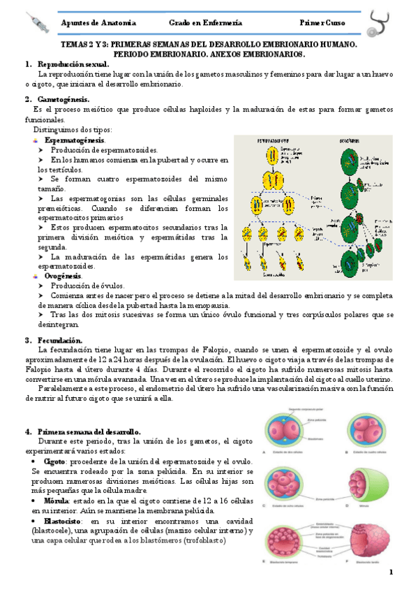 Miniatura del documento TEMA 2 Y 3 DESARROLLO EMBRIONARIO .pdf