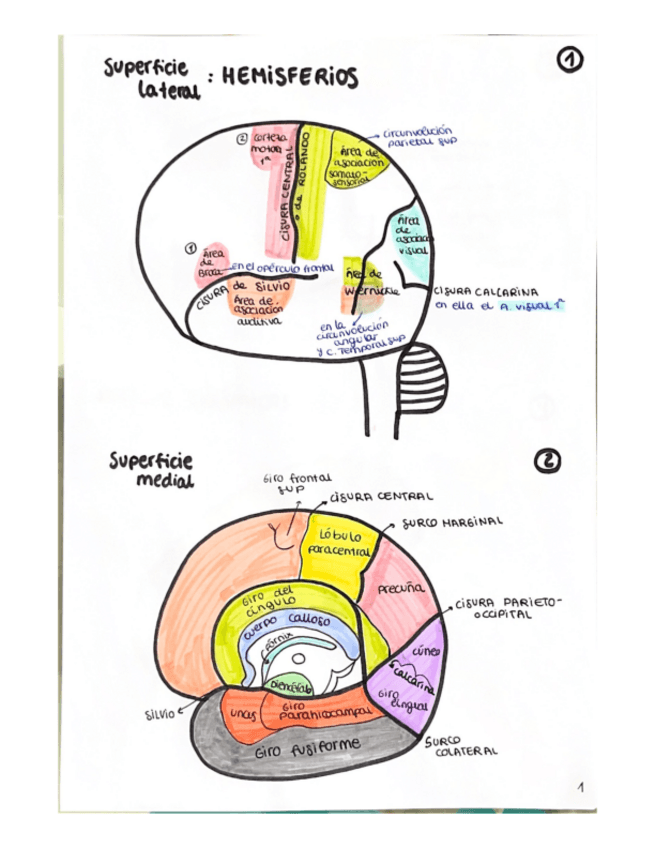 Miniatura del documento Practico-de-anato.pdf