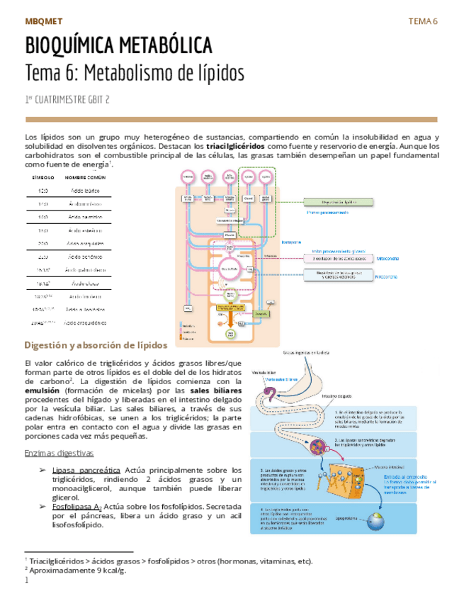 Miniatura del documento PAR2Tema-6-Metabolismo-de-lipidos-1.pdf