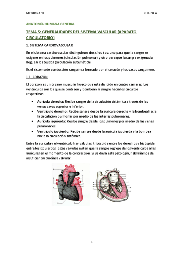 Miniatura del documento TEMA 5 - GENERALIDADES SISTEMA VASCULAR.pdf