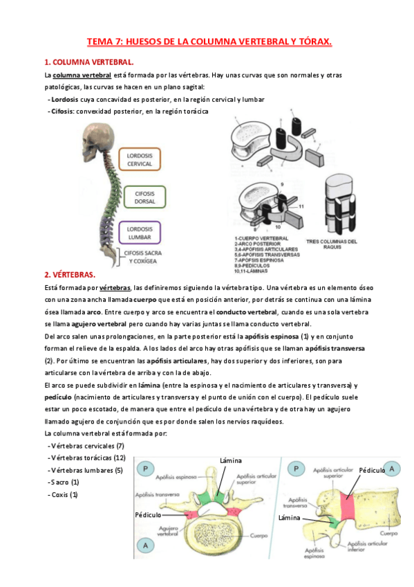Miniatura del documento TEMA 7- huesos de la columna vertebral y tórax.pdf