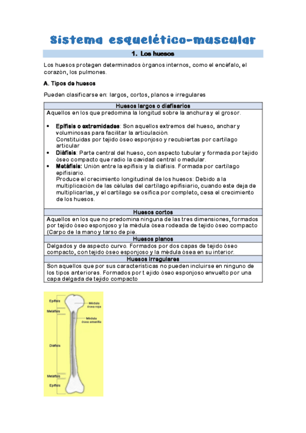 Miniatura del documento Sistema-esqueletico-muscular.pdf