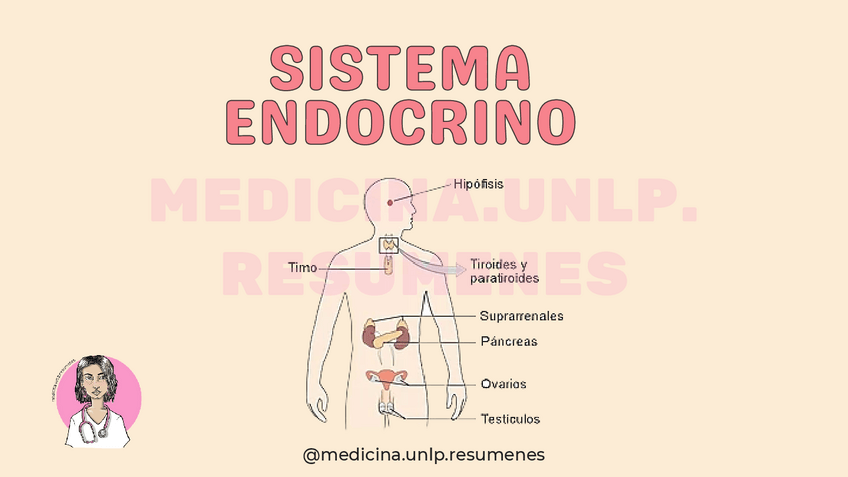 Miniatura del documento PPT ENDOCRINO HISTOLOGÍA.pdf