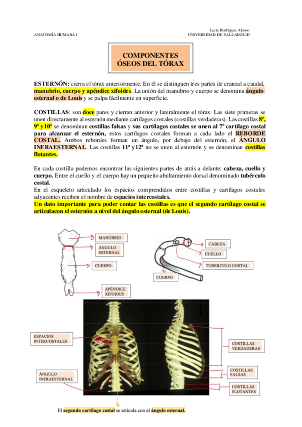 Miniatura del documento TORAX-APUNTES-con-imagenes.pdf