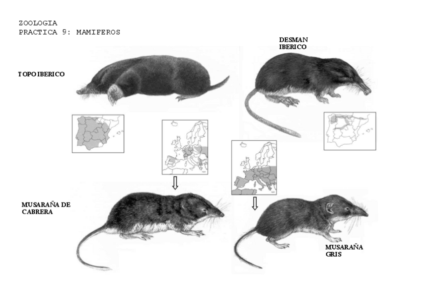 Miniatura del documento ZOOLOGIA-LAMINAS-MAMIFEROS-ESQUEMA.pdf