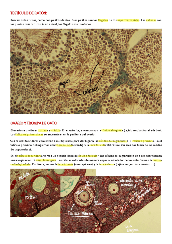 Miniatura del documento PRACTICA-6.pdf