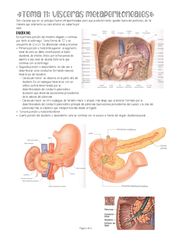 Miniatura del documento visceras-metaperitoneales.pdf