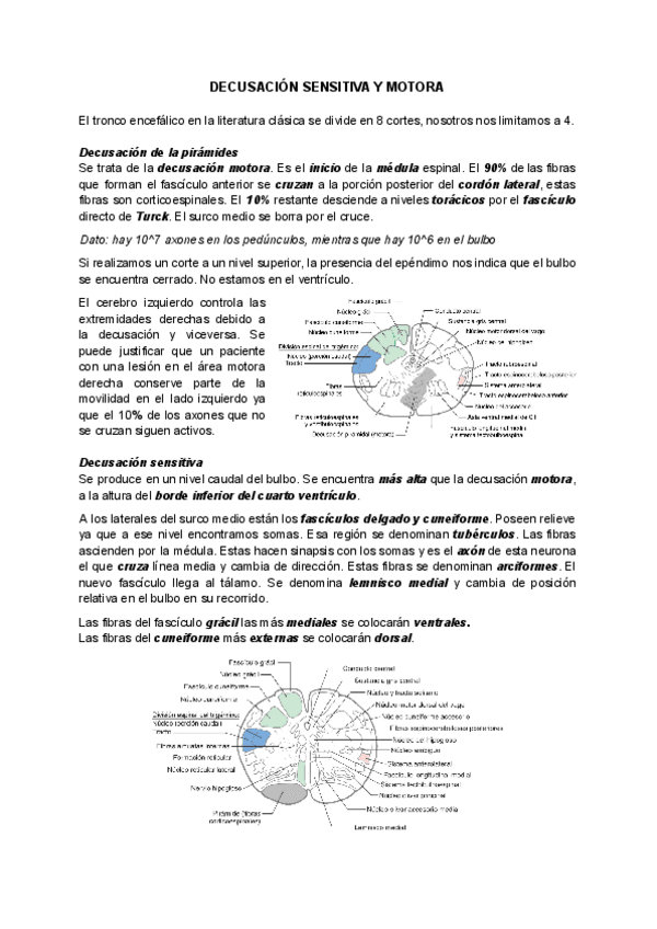 Miniatura del documento TEMA-7-DECUSACION-SENSITIVA-Y-MOTORA.pdf
