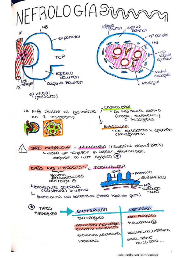 Miniatura del documento nefro.pdf