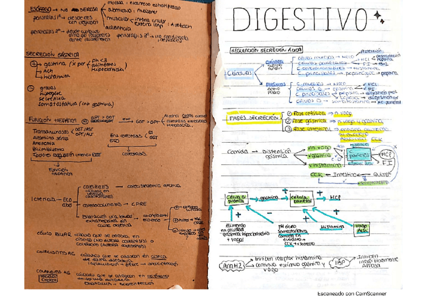 Miniatura del documento digestivo.pdf