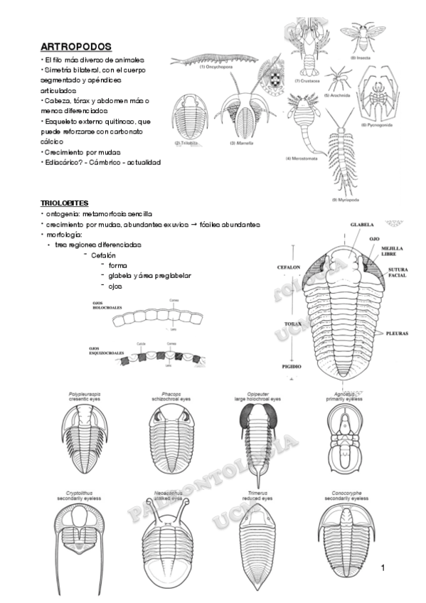 Miniatura del documento Paleo-PARTE-2.pdf
