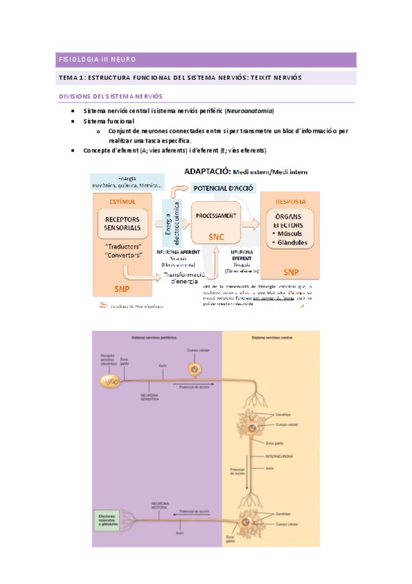 Miniatura del documento FONAMENTS-DE-NEUROFISIOLOGIA.pdf