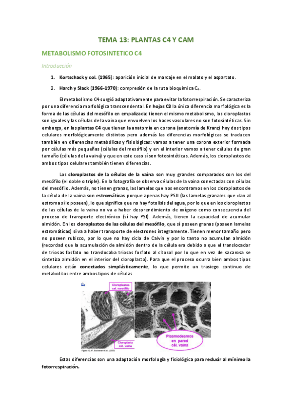 Miniatura del documento TEMA-13-PLANTAS-C4-Y-CAM.pdf