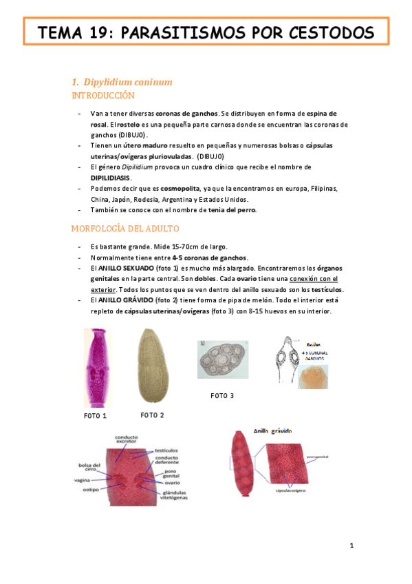 Miniatura del documento tema-19-fauna-y-salud-PARASITISMOS-POR-CESTODOS.pdf
