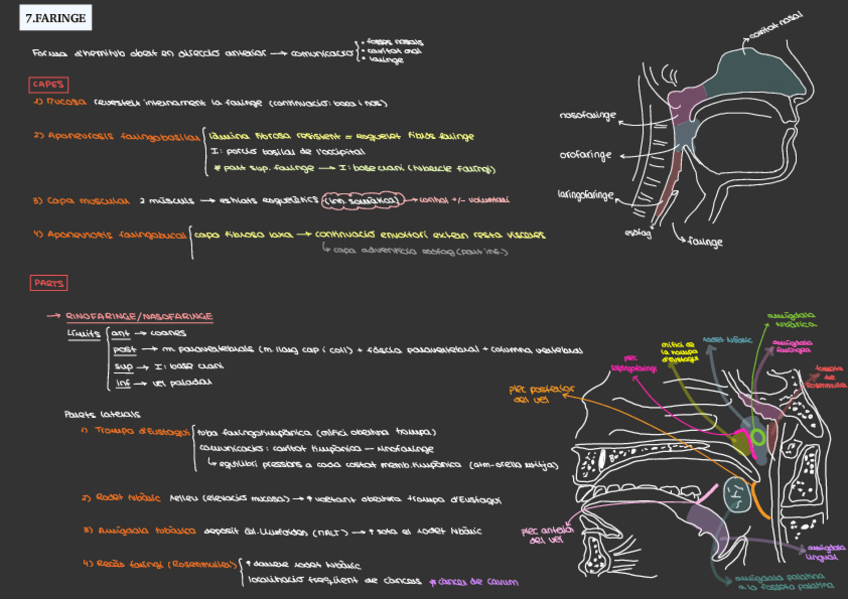 Miniatura del documento esquema-aparell-digestiu-faringe fins estómac.pdf
