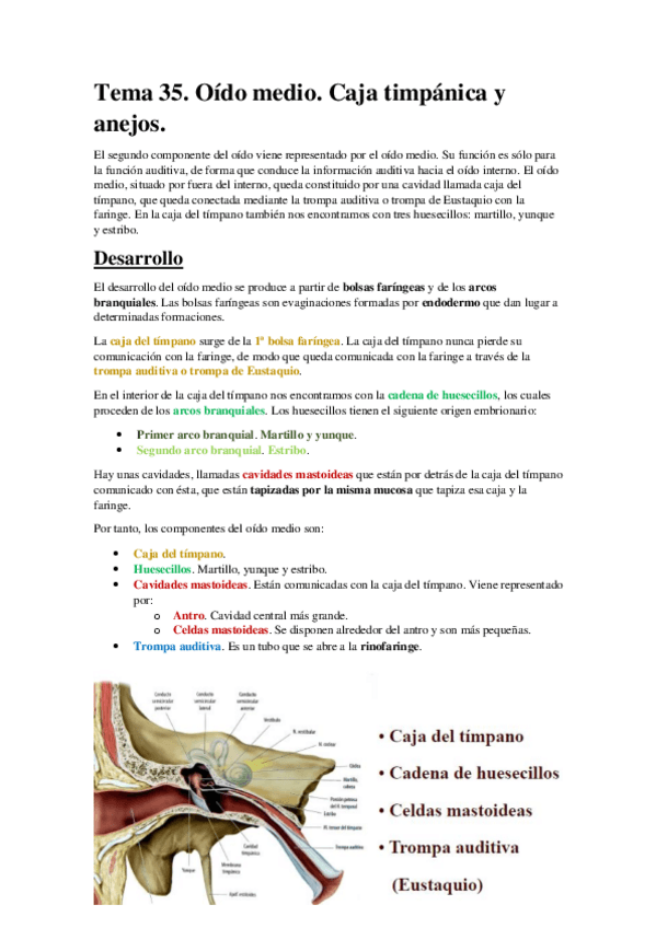 Miniatura del documento Tema 35. Oído medio. Caja timpánica y anejos..pdf