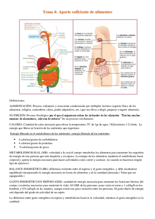 Miniatura del documento tema-4-Aporte-suficiente-de-alimentos.pdf