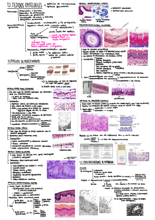 Miniatura del documento T2.pdf