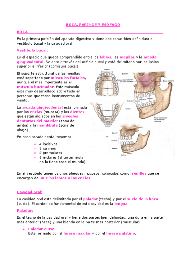 Miniatura del documento T11.BOCA-FARINGE-Y-ESOFAGO.pdf