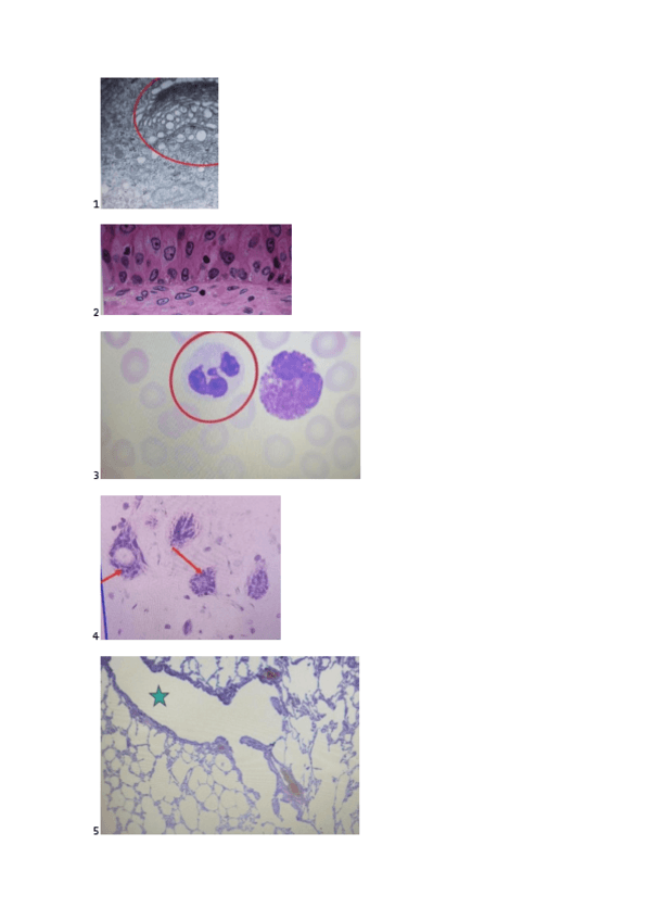 Miniatura del documento examen-practico-histologia.pdf