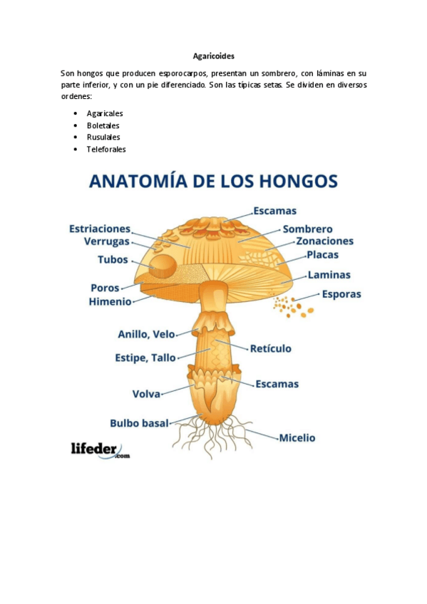 Miniatura del documento Agaricoides-examen-practicas.pdf
