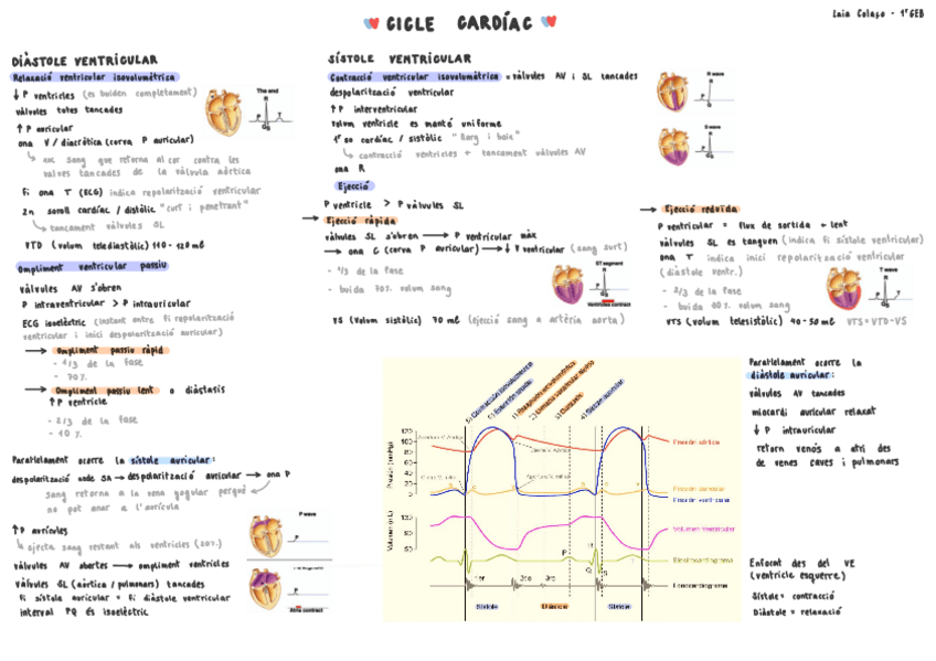 Miniatura del documento esquema-cicle-cardiac-1.pdf