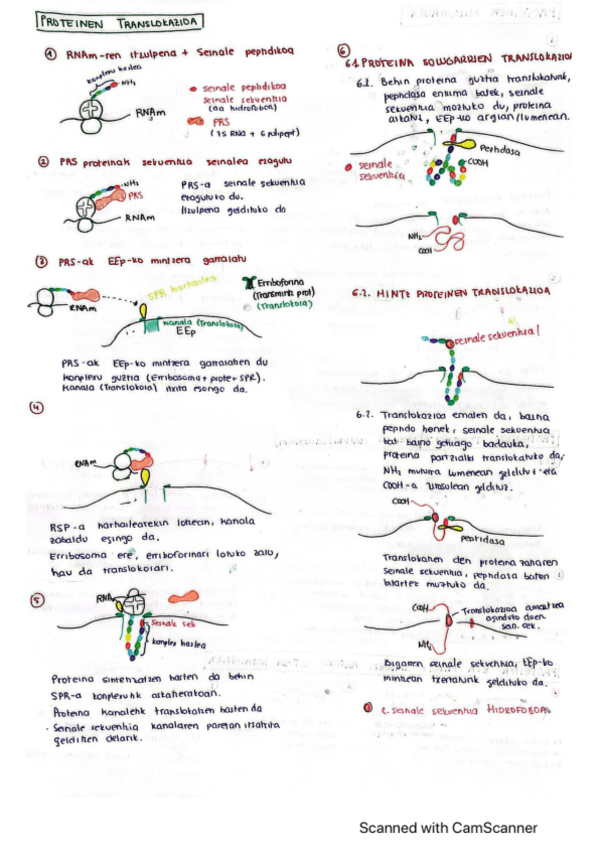 Miniatura del documento Proteinen-ibilbidea.pdf