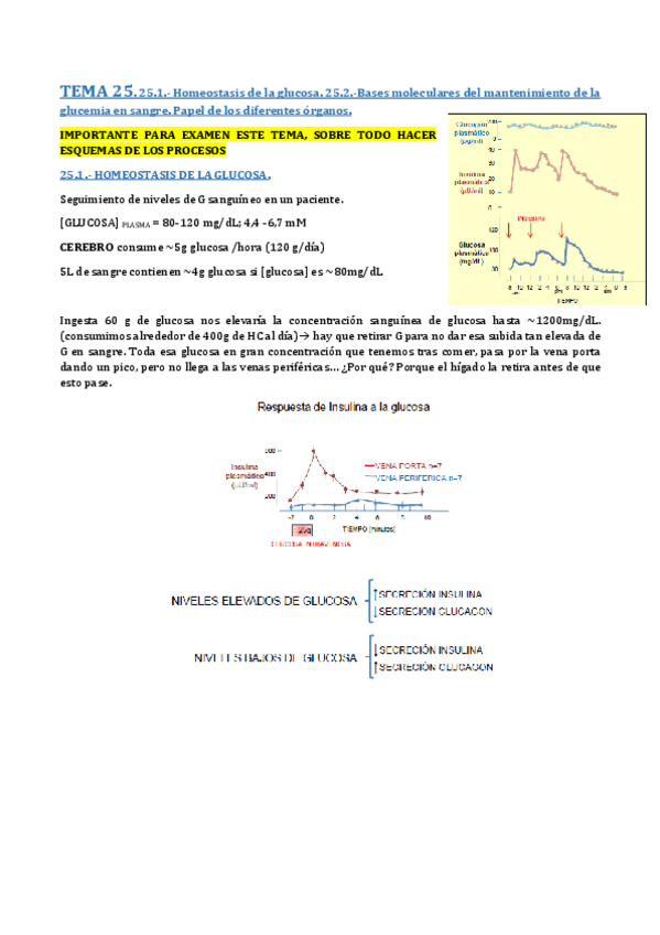 Miniatura del documento TEMA 25-REGULACIÓN DEL METABOLISMO DE GLN Y GLUCEMIA.pdf