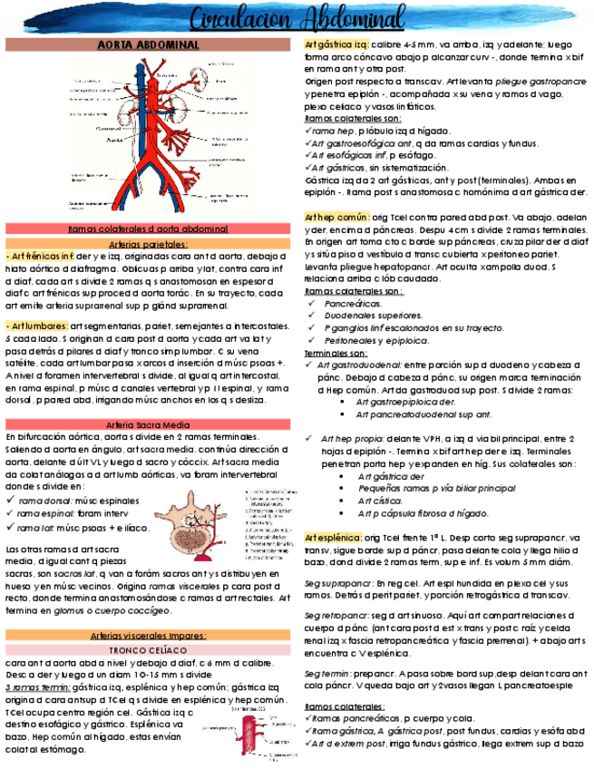 Miniatura del documento RESUMEN-COMPLETO-DE-CIRCULACION-ABDOMINAL-ANATO-UABP-8.pdf