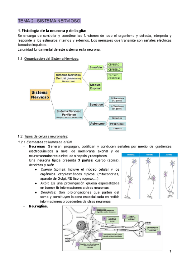 Miniatura del documento TEMA-2--SISTEMA-NERVIOSO.pdf