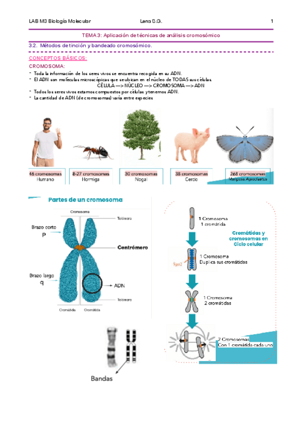 Miniatura del documento 03-BMC-Tema-3-Apuntes-Lena-.pdf