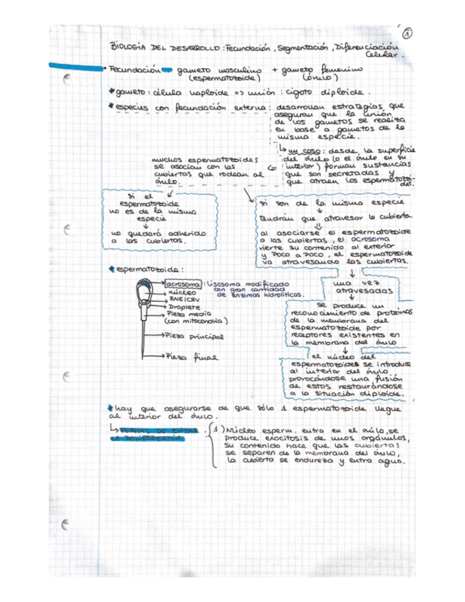 Miniatura del documento Apuntes-biologia-celular-Tejidos.pdf