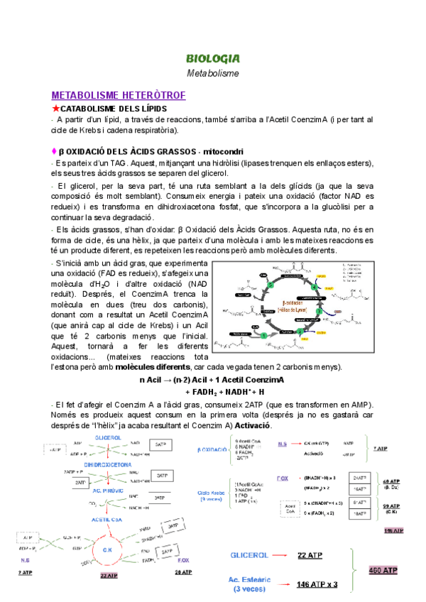 Miniatura del documento Metabolismo.pdf