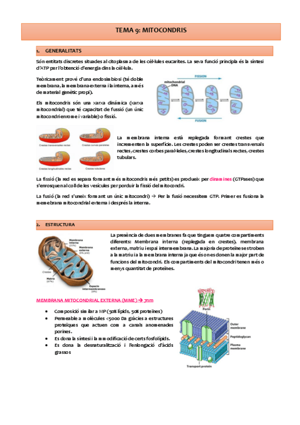 Miniatura del documento TEMA-9-MITOCONDRIS.pdf