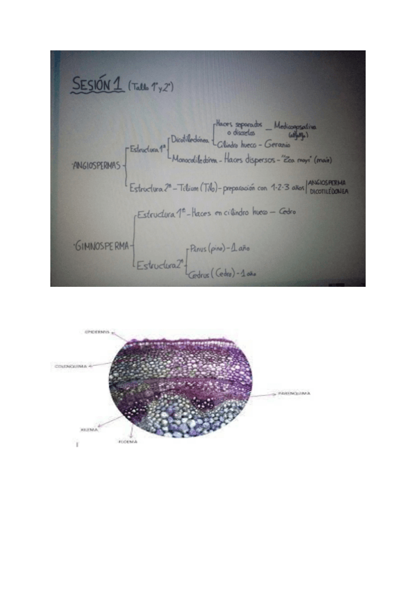 Miniatura del documento histologia-bio.pdf