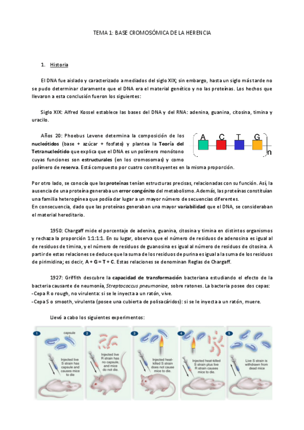 Miniatura del documento 1.Base cromosómica de la herencia.pdf