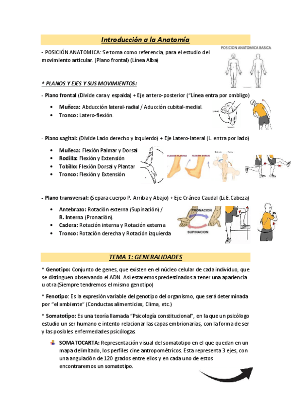 Miniatura del documento TEORIA-ANATOMIA-1o-Parcial.pdf