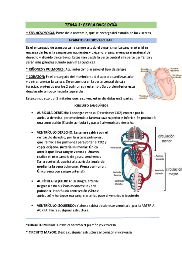 Miniatura del documento Teoria-anatomia-2o-Parcial.pdf