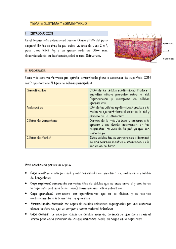 Miniatura del documento TEMA-7-TEGUMENTARIO.pdf