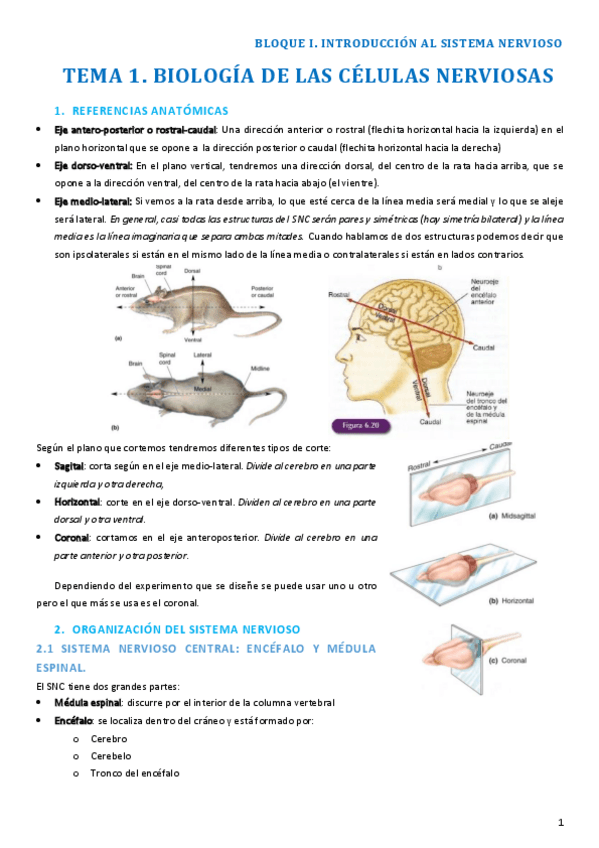 Miniatura del documento Biología de las células nerviosas.pdf