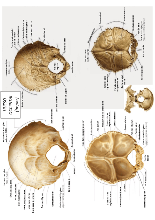Miniatura del documento Examen-practic-anato.pdf