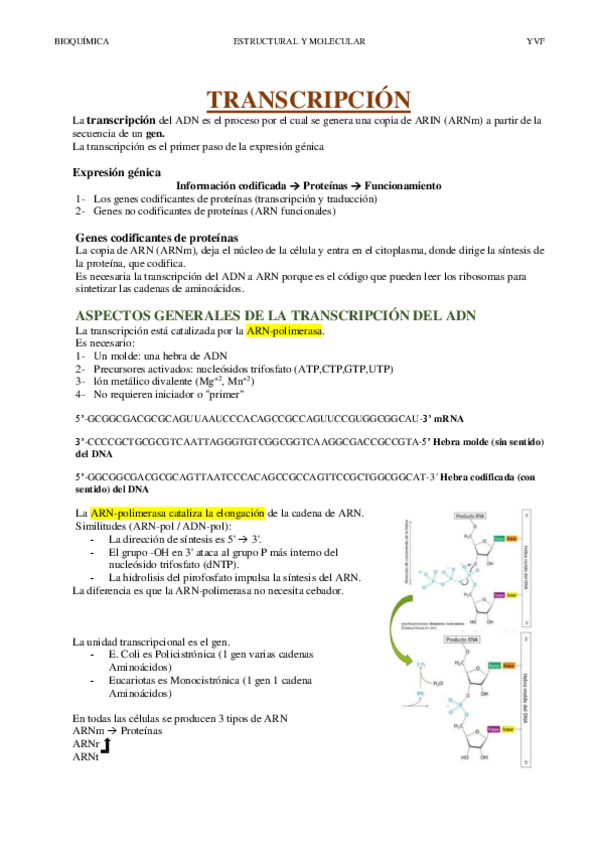 Miniatura del documento TRANSCRIPCION.pdf