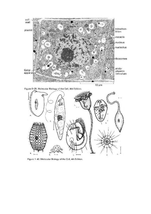 Miniatura del documento Problemes-Identificacio-Solucions.pdf