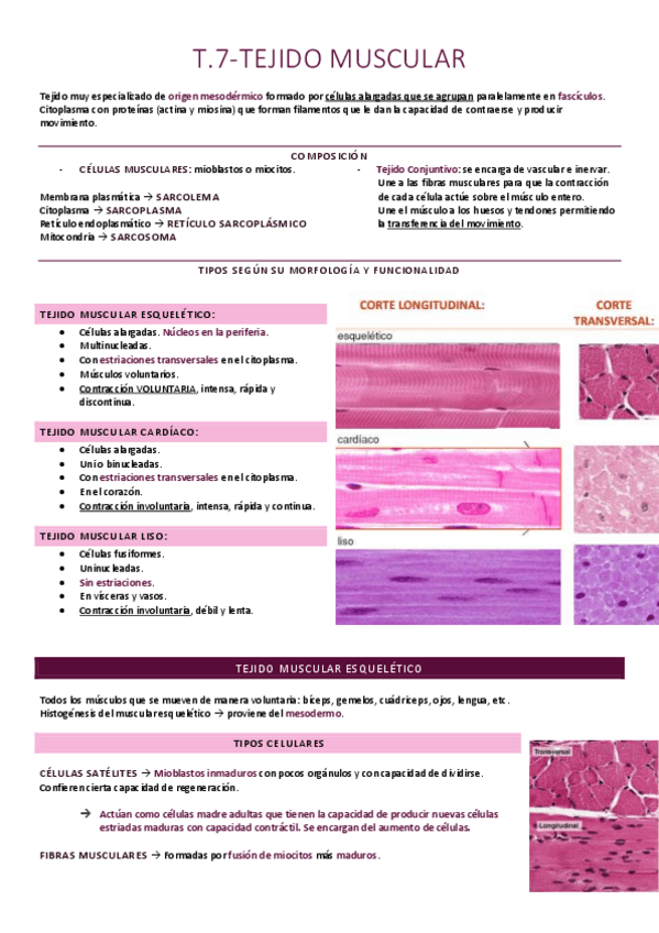 Miniatura del documento Tejido muscular