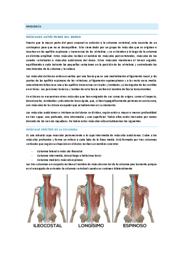 Miniatura del documento TEMA-II-PARTE-II-MIOLOGIA.pdf